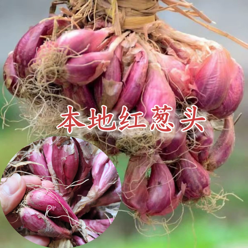 清远本地红葱头葱味浓郁葱油足2斤3斤包邮