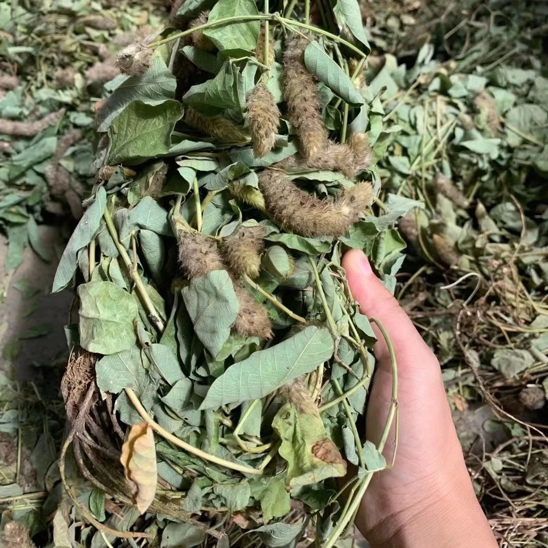 狸尾草羊咩香250克500克连州本地农产品