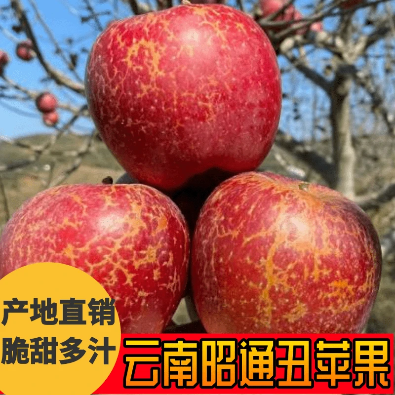 正宗云南昭通大凉山冰糖心丑苹果新鲜孕妇水果脆甜维生素C水果