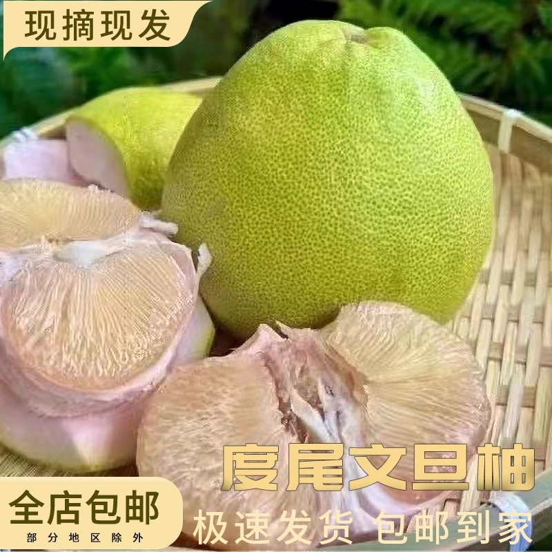 福建特产度尾文旦柚