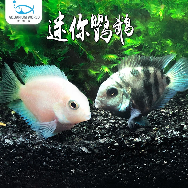 迷你鹦鹉鱼水族鱼缸观赏鱼热带鱼新手鱼小型宠物鱼宝蓝白金淡水