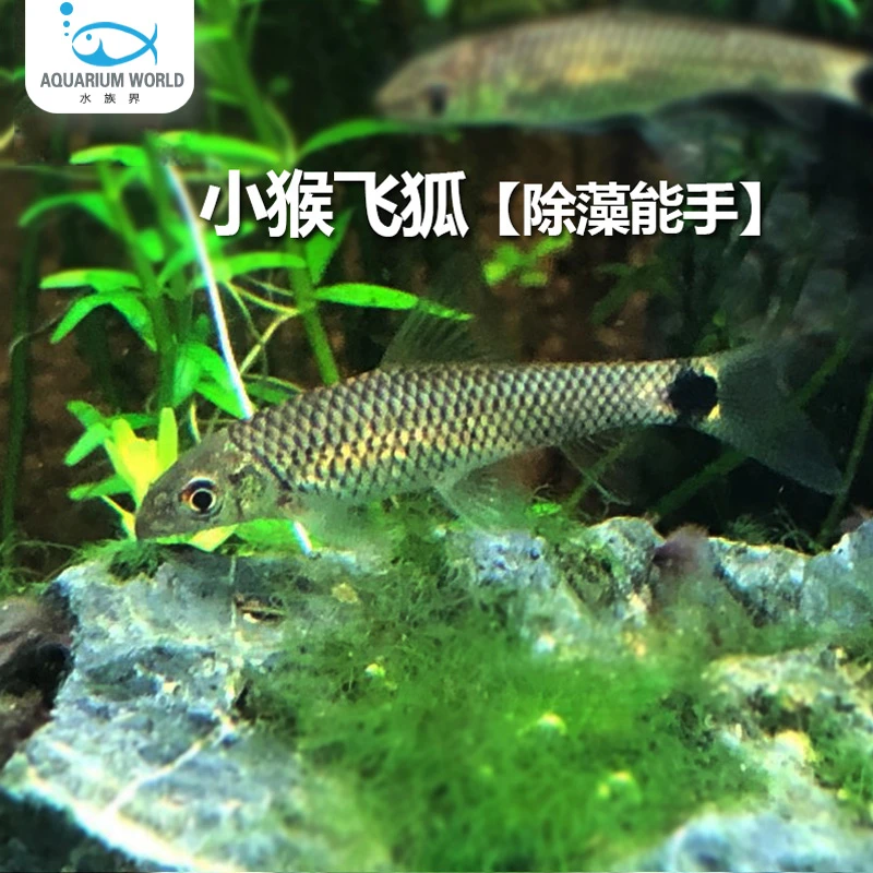 小猴飞狐清道夫鱼水族鱼缸观赏鱼清洁青苔除藻工具鱼淡水鱼彩虹鲨