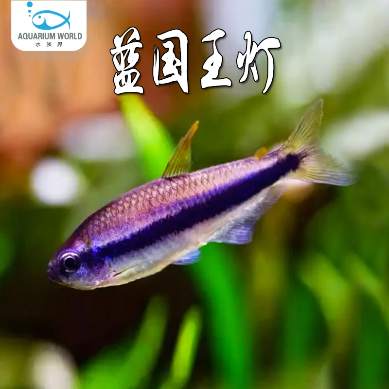 蓝国王灯鱼水族鱼缸观赏鱼小型热带鱼淡水群游鱼好养灯科鱼天使鱼