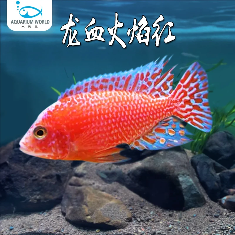龙血火焰红三湖慈鲷鱼观赏鱼新手鱼鱼缸蓝斑马中小型热带鱼淡水