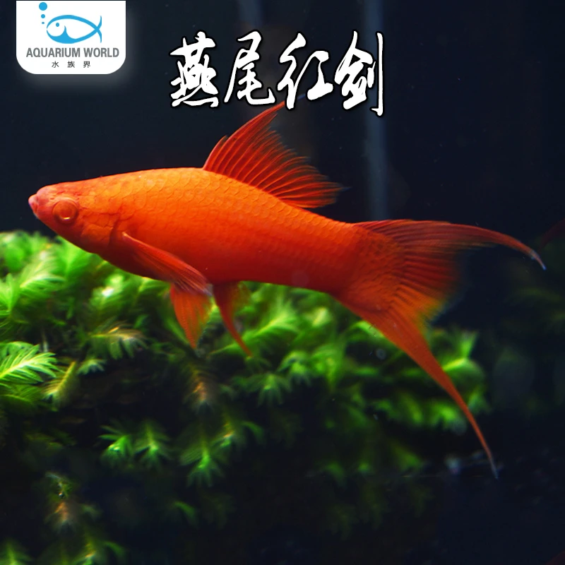 燕尾红剑鱼胎生鱼观赏鱼水族鱼缸热带鱼淡水月光鱼米奇鱼孔雀鱼