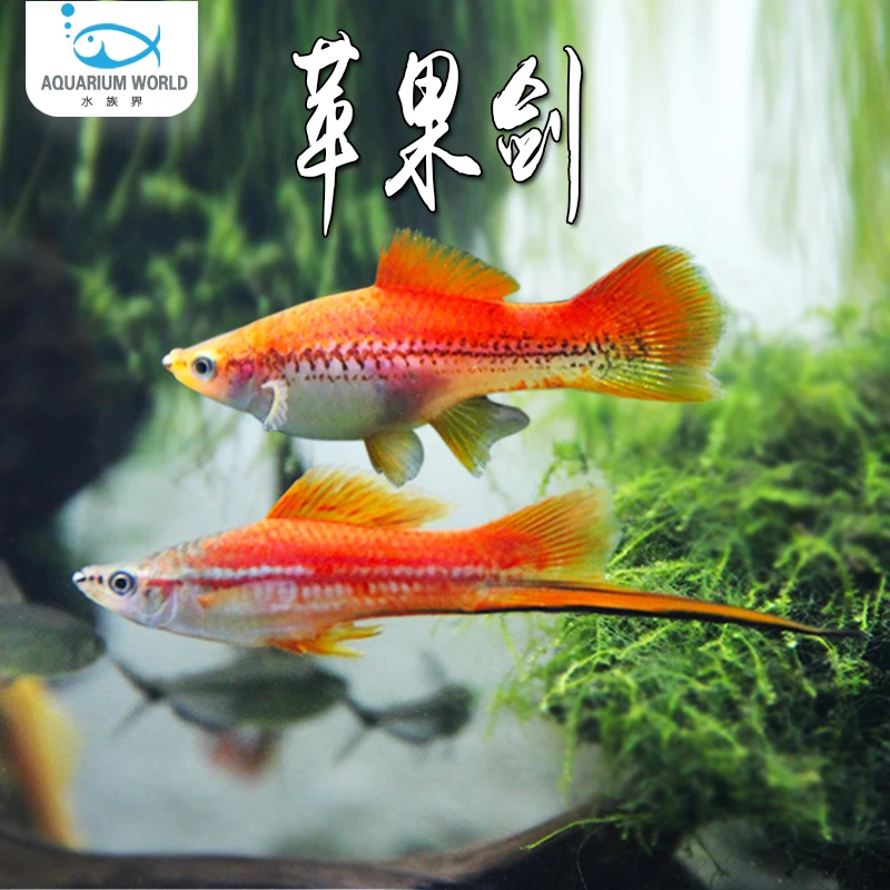苹果剑胎生鱼观赏鱼玛丽鱼热带鱼淡水孔雀鱼白云金丝彩虹鲫蓝月光