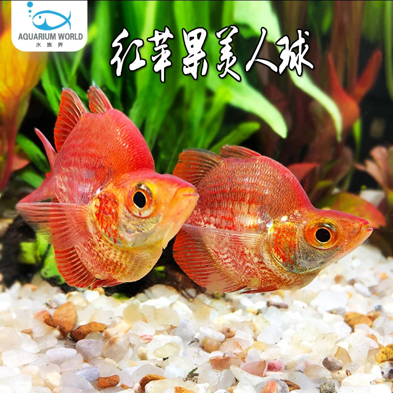 红苹果美人球水族鱼缸观赏鱼热带鱼淡水新手石美人刚果美人灯科鱼