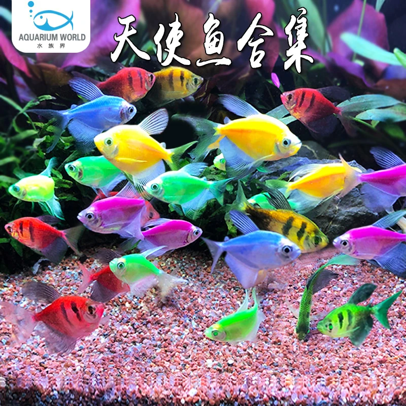 天使鱼天使仙七彩鱼红黄蓝紫老虎灯鱼孔雀斑马小型热带观赏鱼小鱼