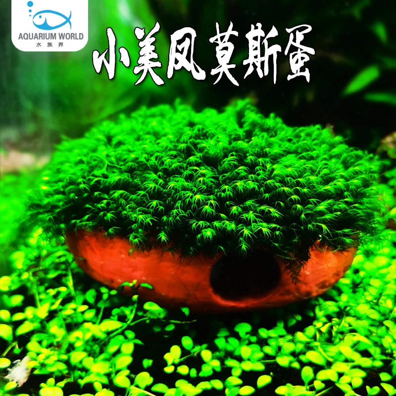 小美凤莫斯蛋水晶虾窝鱼缸造景水草植物水族小鱼孵化陶罐定植淡水