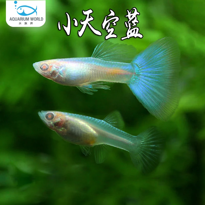 小天空蓝孔雀鱼活鱼怀孕精品纯种鱼苗天空蓝缎带孕母鱼蓝色斑马鱼