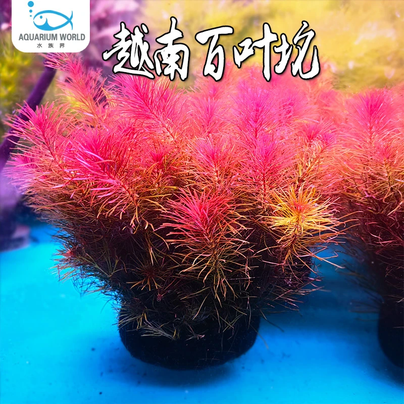 越南百叶坨水草鱼缸植物净水阴性水草水族造景懒人坨草迷你水生缸