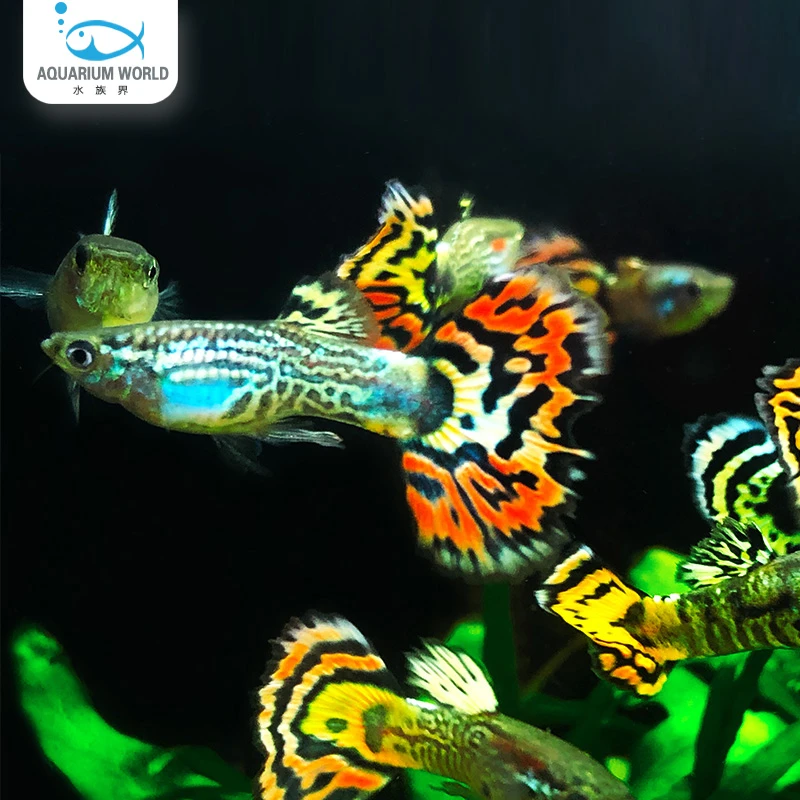 花老虎孔雀鱼水族鱼缸观赏鱼小型热带鱼淡水胎生鱼混养斑马鱼灯鱼
