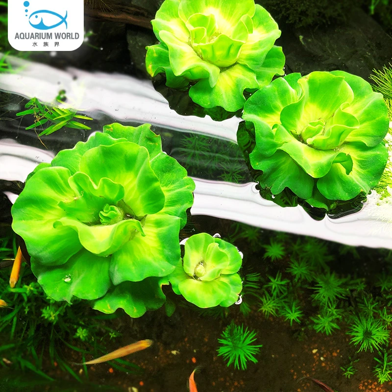 牡丹水芙蓉浮萍水草水培绿植庭院办公室鱼虾龟缸鱼缸造景专用淡水