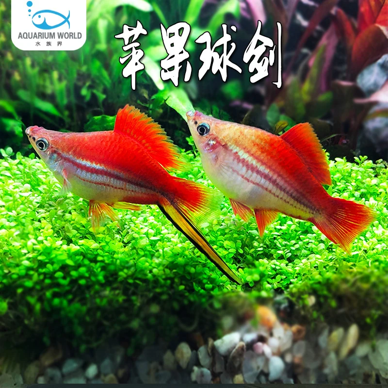 苹果球剑胎生鱼水族鱼缸观赏鱼热带鱼淡水新手鱼孔雀鱼天使鱼米奇
