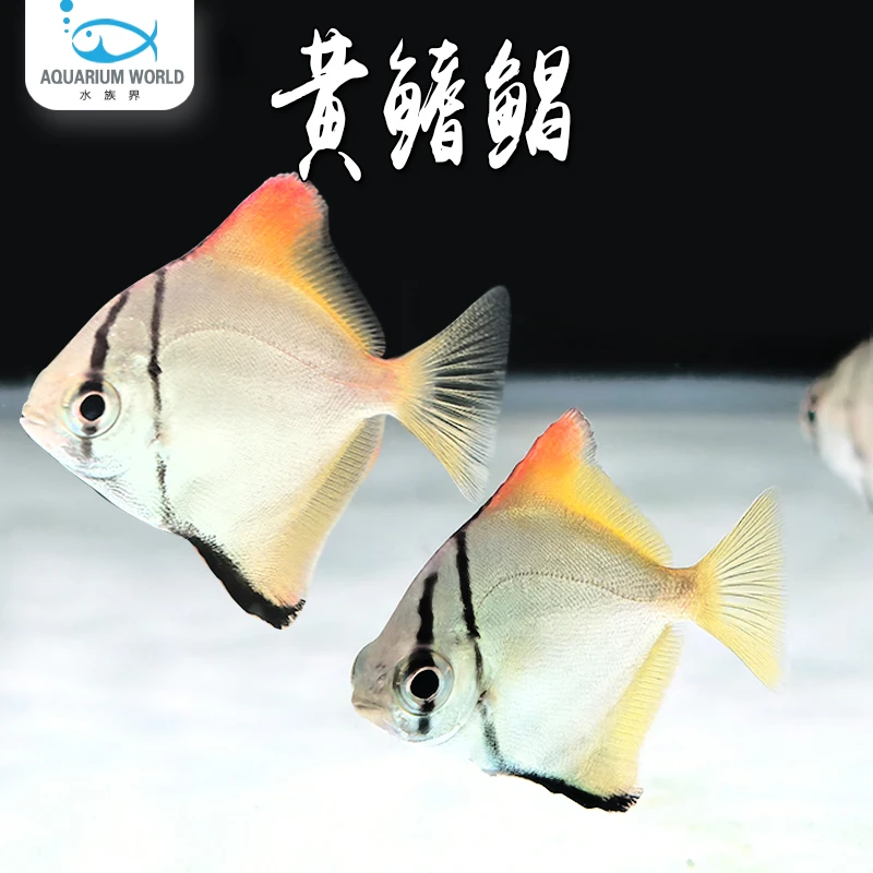黄鳍鲳热带观赏鱼群游鱼活体淡水鱼蝙蝠鲳银大眼鲳混养龙鱼神仙
