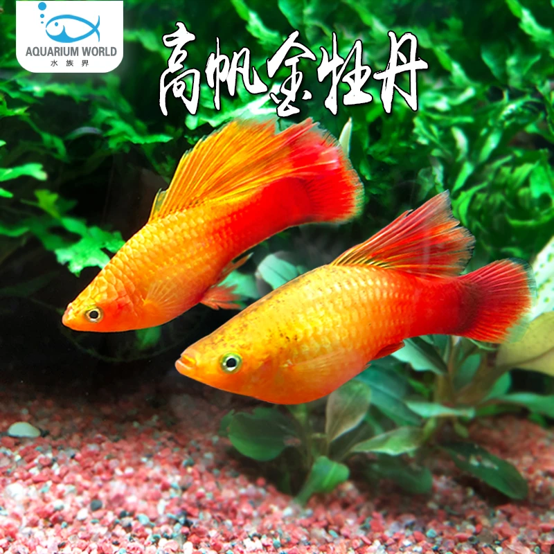高帆金牡丹胎生鱼热带鱼孔雀鱼观赏鱼淡水金玛丽球燕尾金玛丽鼠鱼