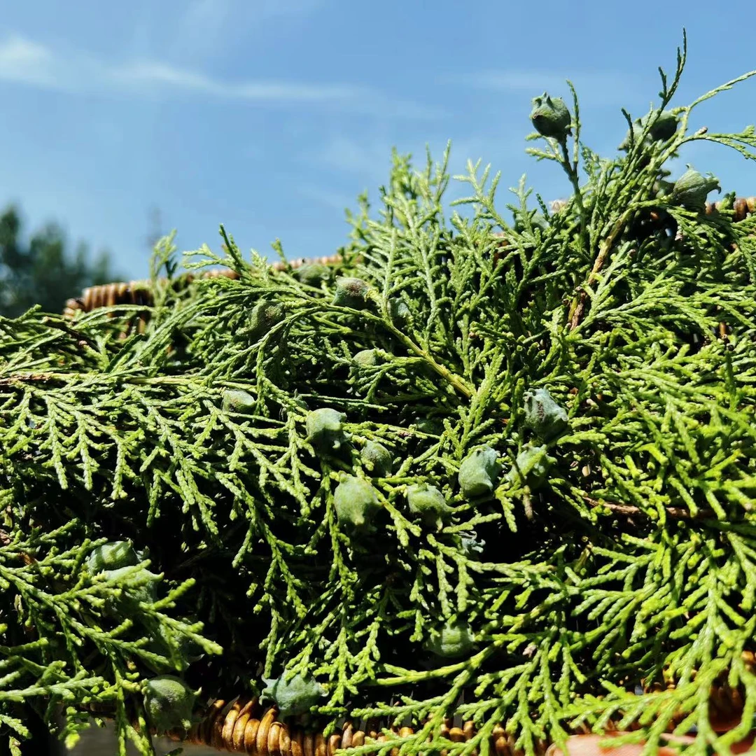 侧柏叶草本植物家居用品家庭日用品