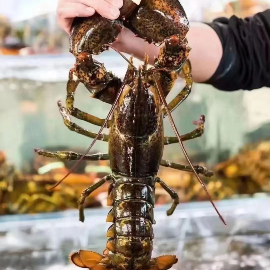鲜活波龙（9两-1斤一两）