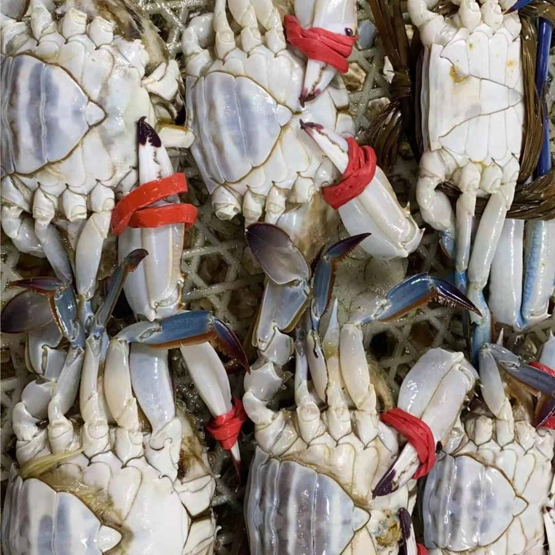 海捕梭子蟹3-5个/斤保鲜不保活海鲜梭子蟹同城