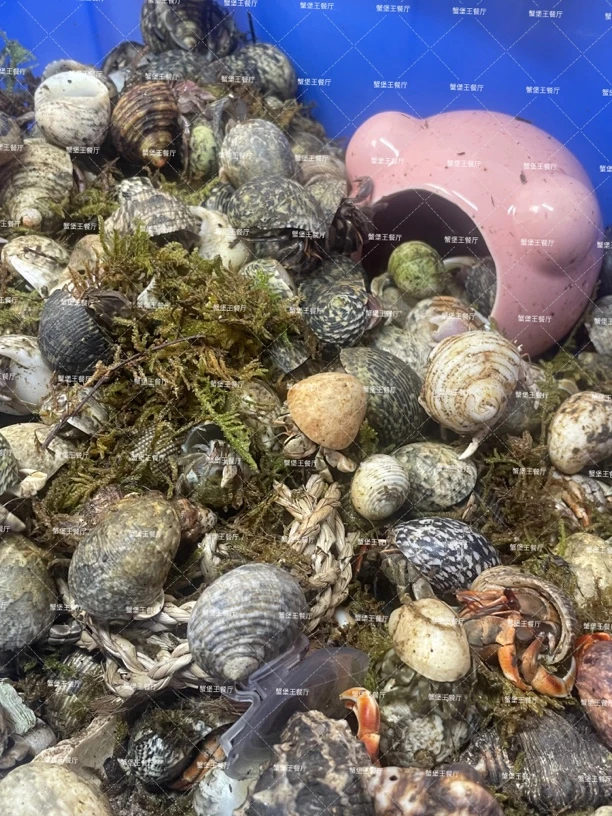 寄居蟹宠物 可爱懒人养宠 观赏蟹 陆生爬宠