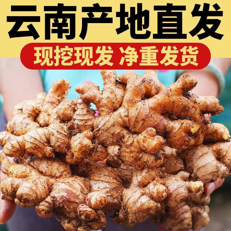 农村小黄姜正宗云南小黄姜老姜生姜罗平小黄姜新鲜现挖泥姜月子姜