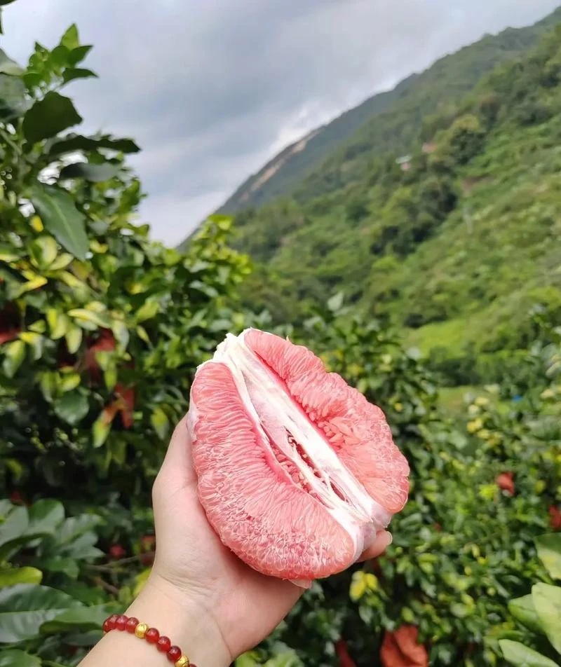 红心柚香甜新鲜鲜果