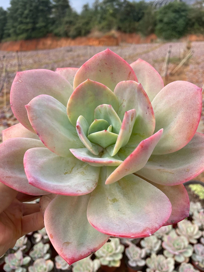 大白凤 新手好养 多肉植物阳台植物可露养 越晒越红