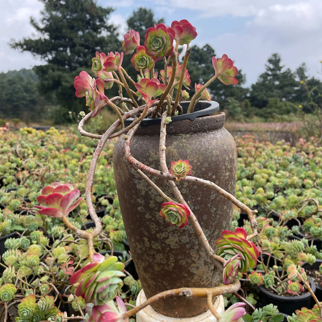 园叶薄化妆 新手好养多肉植物 老桩 可露养