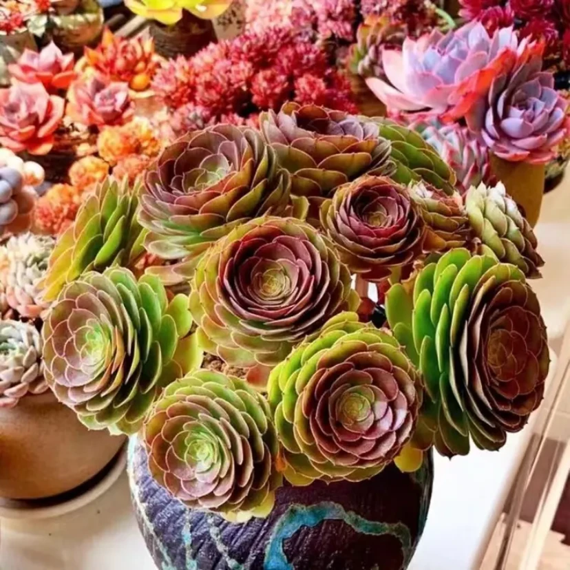 法师 一个大的新手好养 多肉植物阳台植物 越晒越红