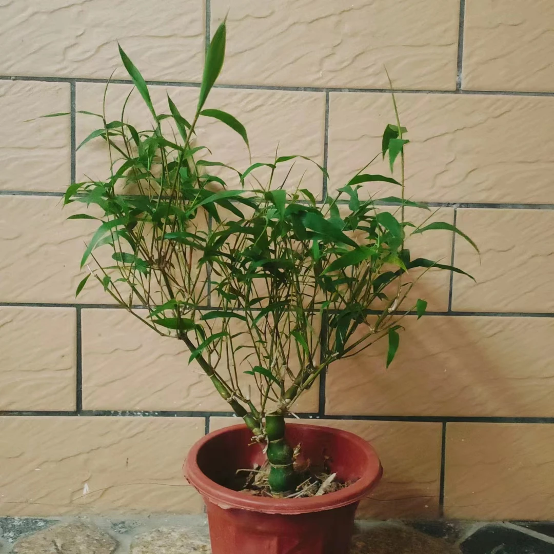 好养护  精品带盆翡翠佛肚竹