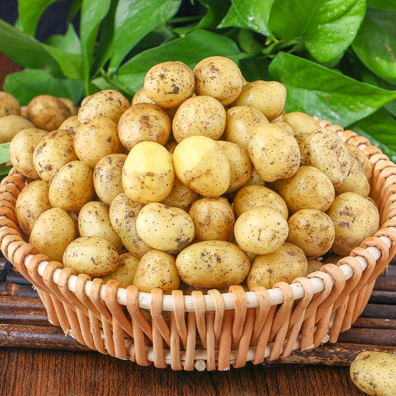 湖北小土豆现挖湖北新鲜黄心土豆3/5/9斤当季蔬菜迷你马铃薯洋芋