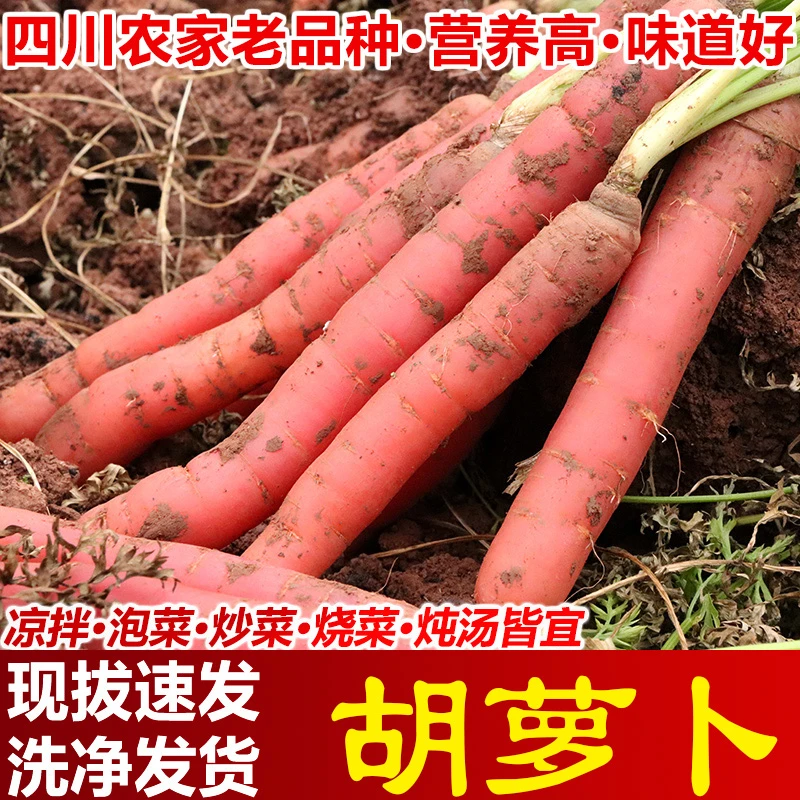 四川老品种胡萝卜脆甜红萝卜当季新鲜蔬菜红心萝卜现挖现发