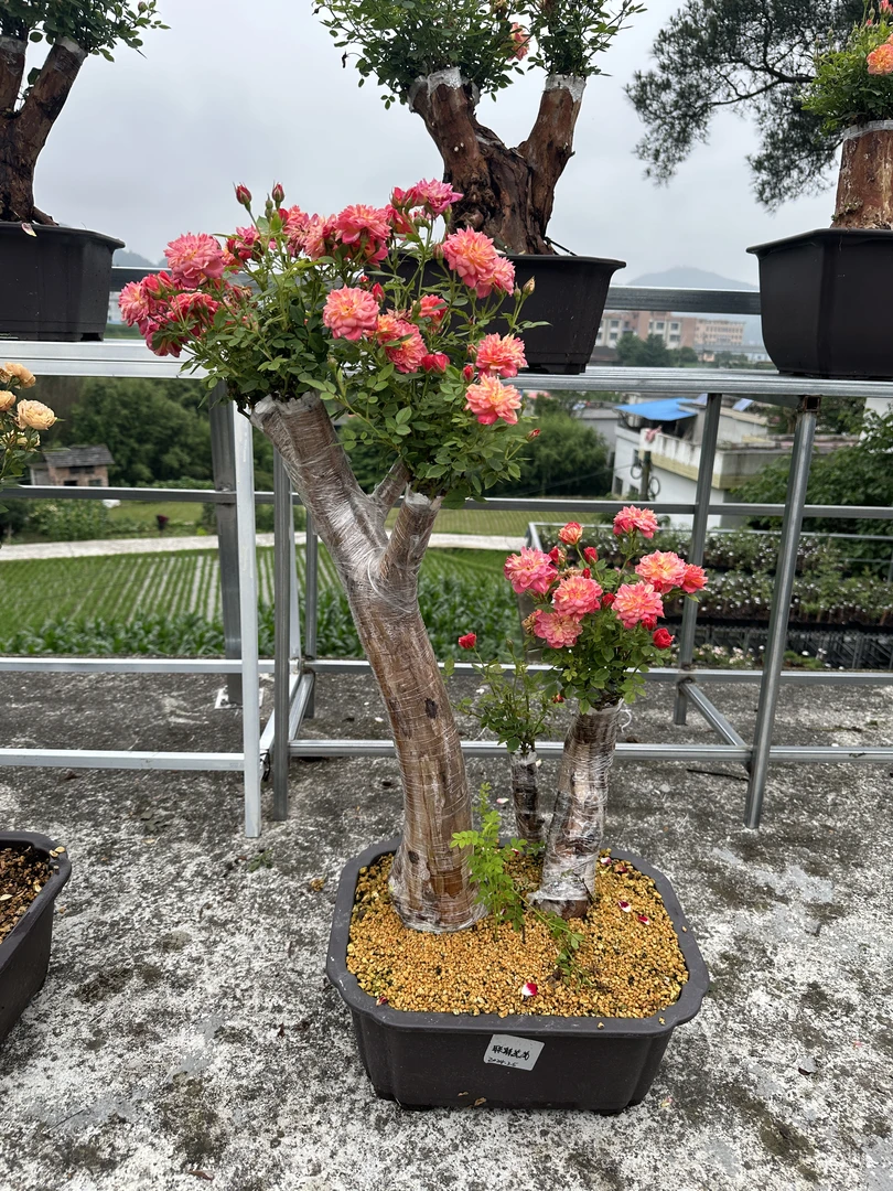 金刺梨桩嫁接月季扦插老桩客厅绿植杆盆栽植物大盆栽现挖独特自然