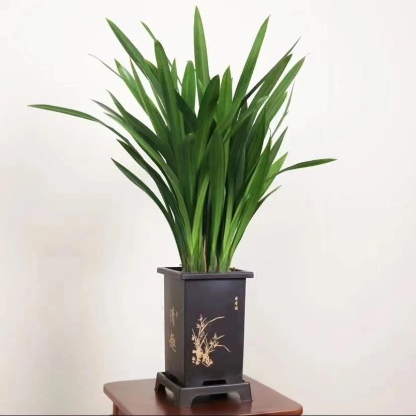 【送花盆+托盘兰花墨兰企黑原盆苗好养兰花盆栽浓香型室内花卉客厅