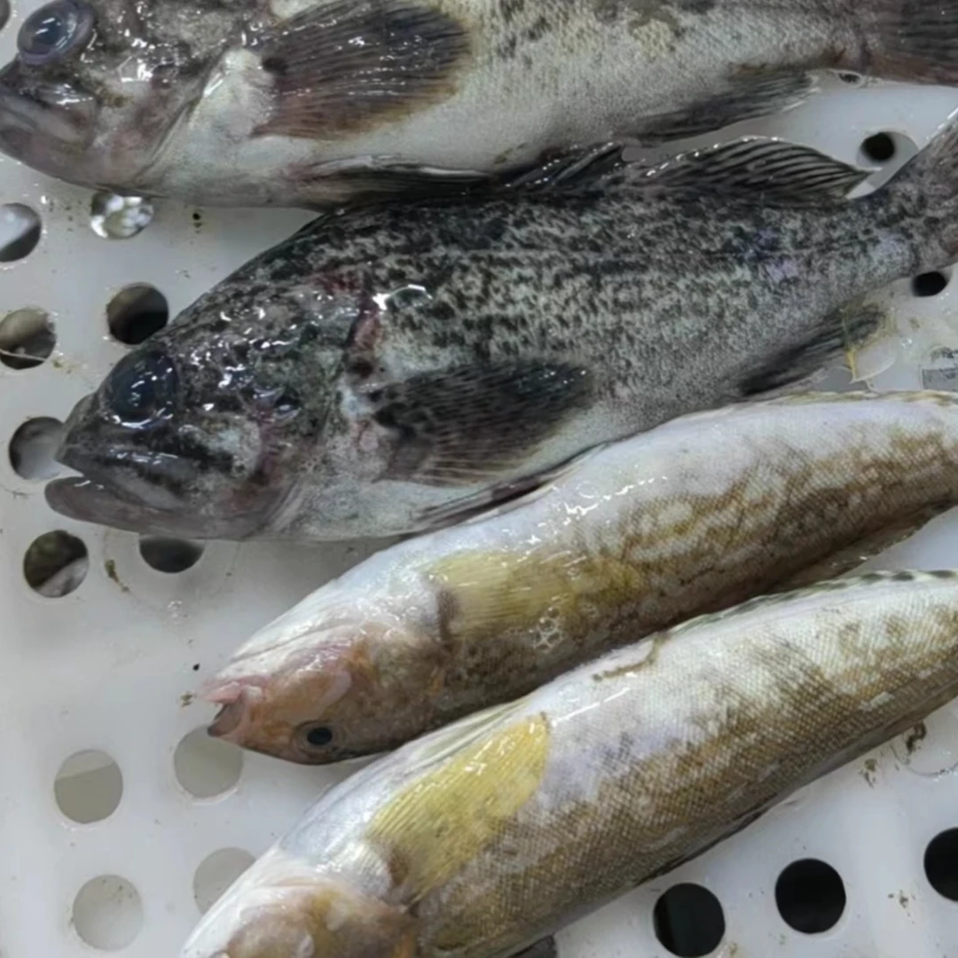 大连渤海湾 黑鱼+黄鱼 双拼组合 4斤