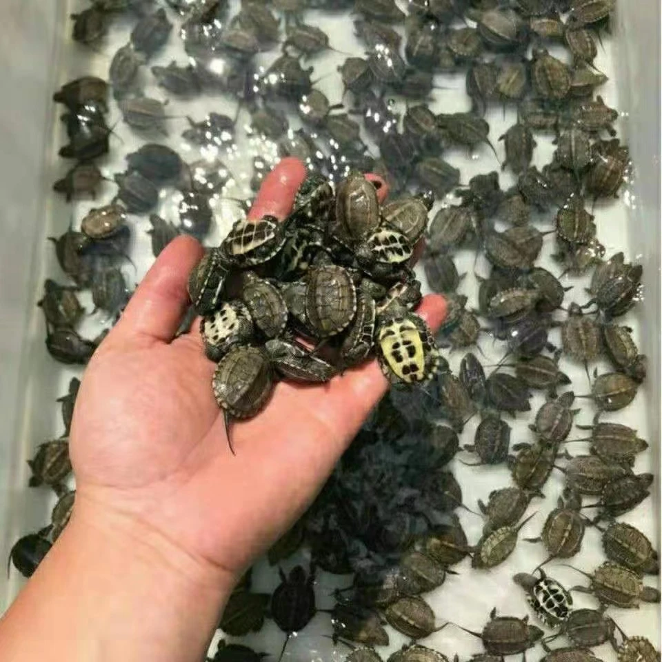 超级福袋里龟龟一只不同尺寸观赏龟不包风险不包路损