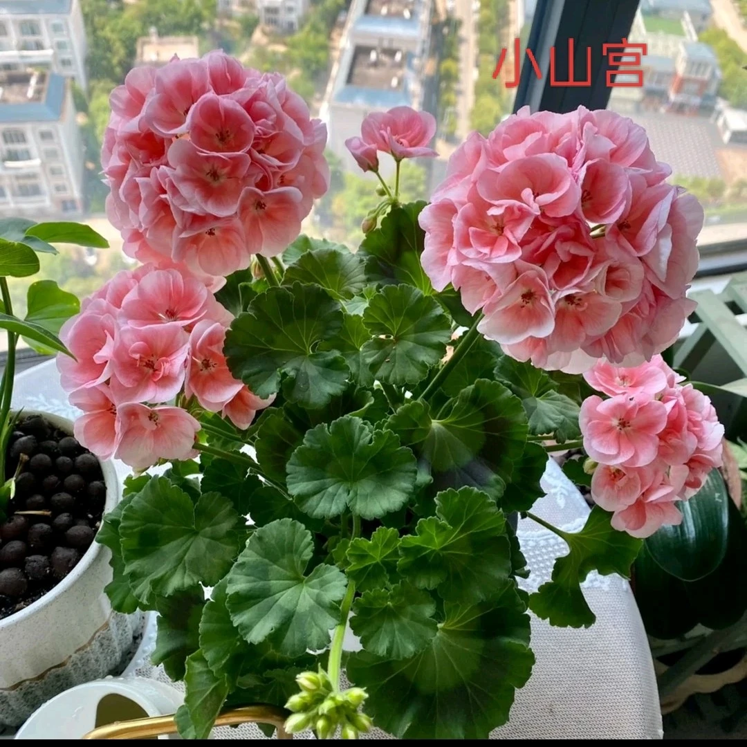 【精品大盆】小山宫——淡鲑粉15cm口径多分枝多花苞勤花