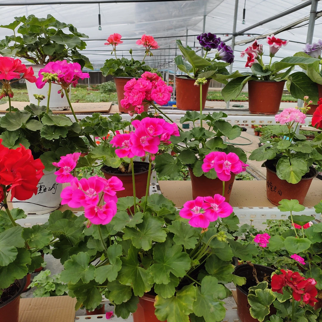 三颗小苗穴盘苗发货