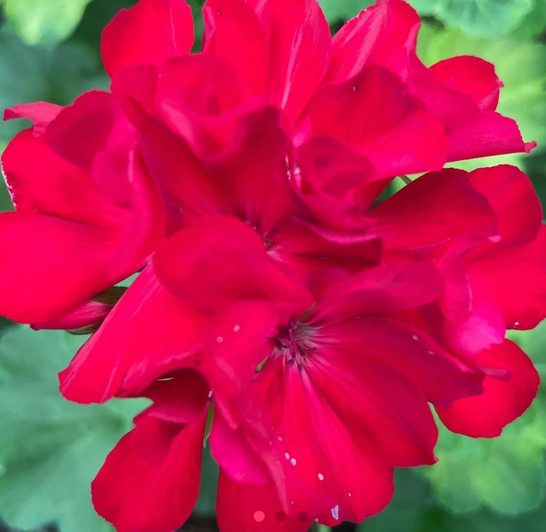 【精品大盆】国旗红——15厘米大盆大红色多分枝带花苞发货