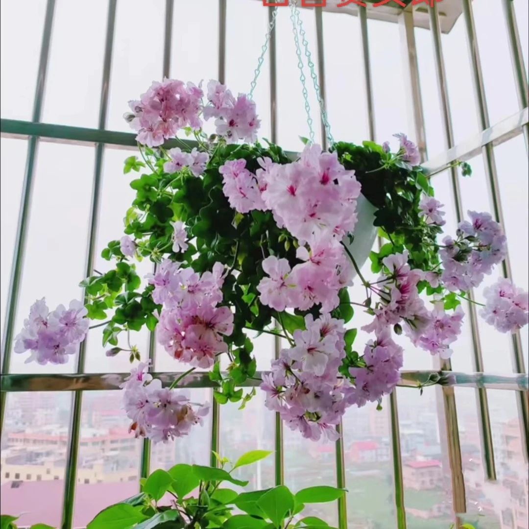 垂钓吉普赛女郎天竺葵无花苞包对版（不参与活动）