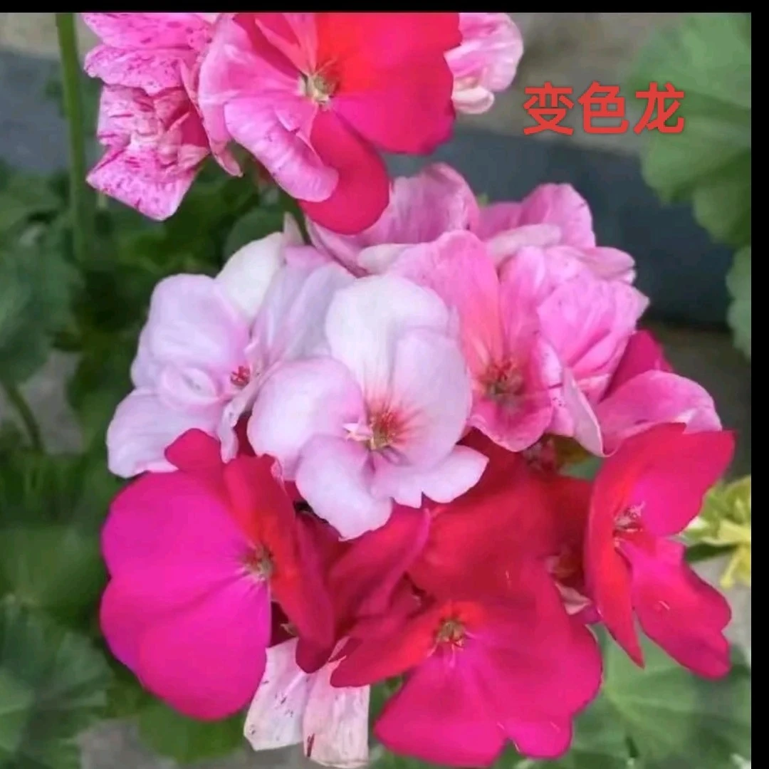 【精品大盆】变色龙——150盆带花苞发货