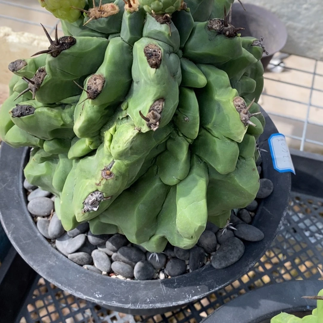 【闪购商品】简***静巨鸠玉