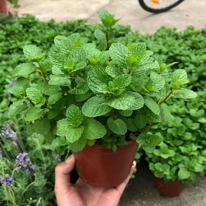 薄荷盆栽可食用新鲜薄荷叶办公室阳台植物驱蚊薄荷苗净化空气绿植