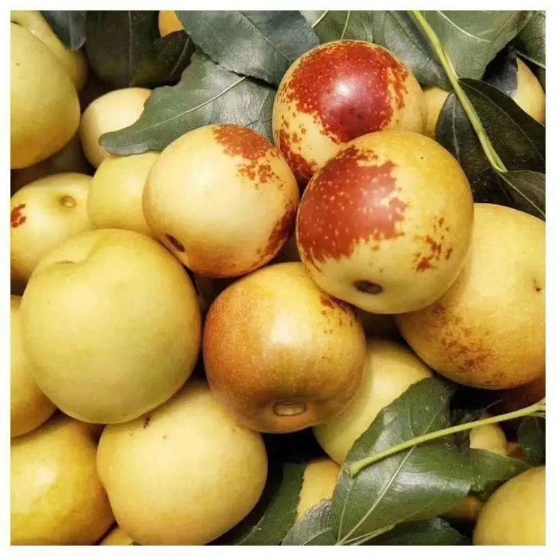 山西冬枣中大果两斤装