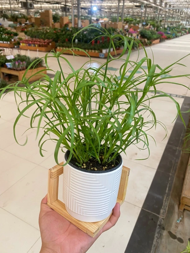 积木款水培水竹风车草懒人植物驱蚊