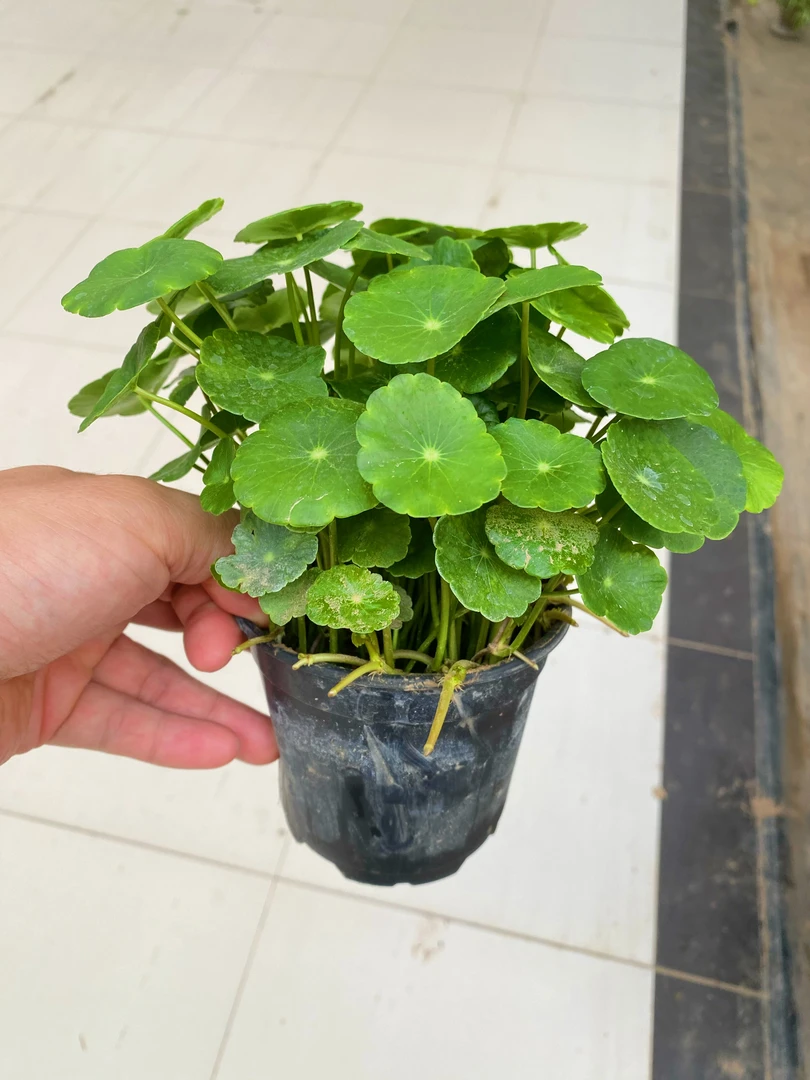 价值9.9元铜钱草一盆