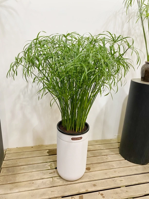 罗马柱水培水竹室内必备植物懒人福利水培风车草