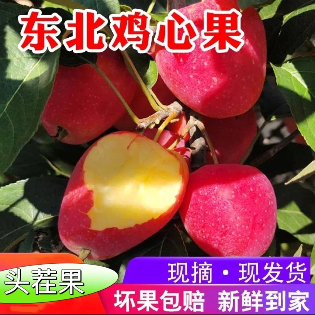 正宗东北鸡心果特产脆甜多汁小苹果锦绣海棠果应季新鲜孕妇水果