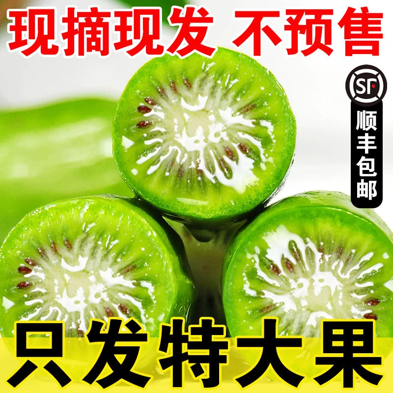 现货丹东软枣猕猴桃国产奇异莓奇异果新鲜圆枣子1/2/3斤顺丰包邮