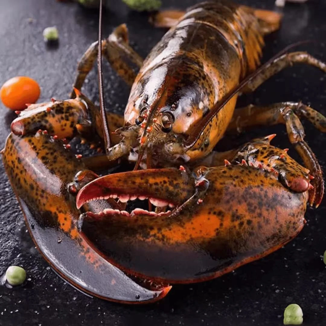 【波士顿龙虾】三斤规格冰鲜刚断氧波士顿龙虾出肉率高冷冻发货新鲜